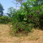 150 lots à vendre à Daloa, Toroguhé, route de Vavoua, à 1 km du camp, à 4.500.000 FCFA pour 10 lots