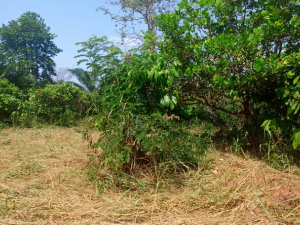 150 lots à vendre à Daloa, Toroguhé, route de Vavoua, à 1 km du camp, à 4.500.000 FCFA pour 10 lots